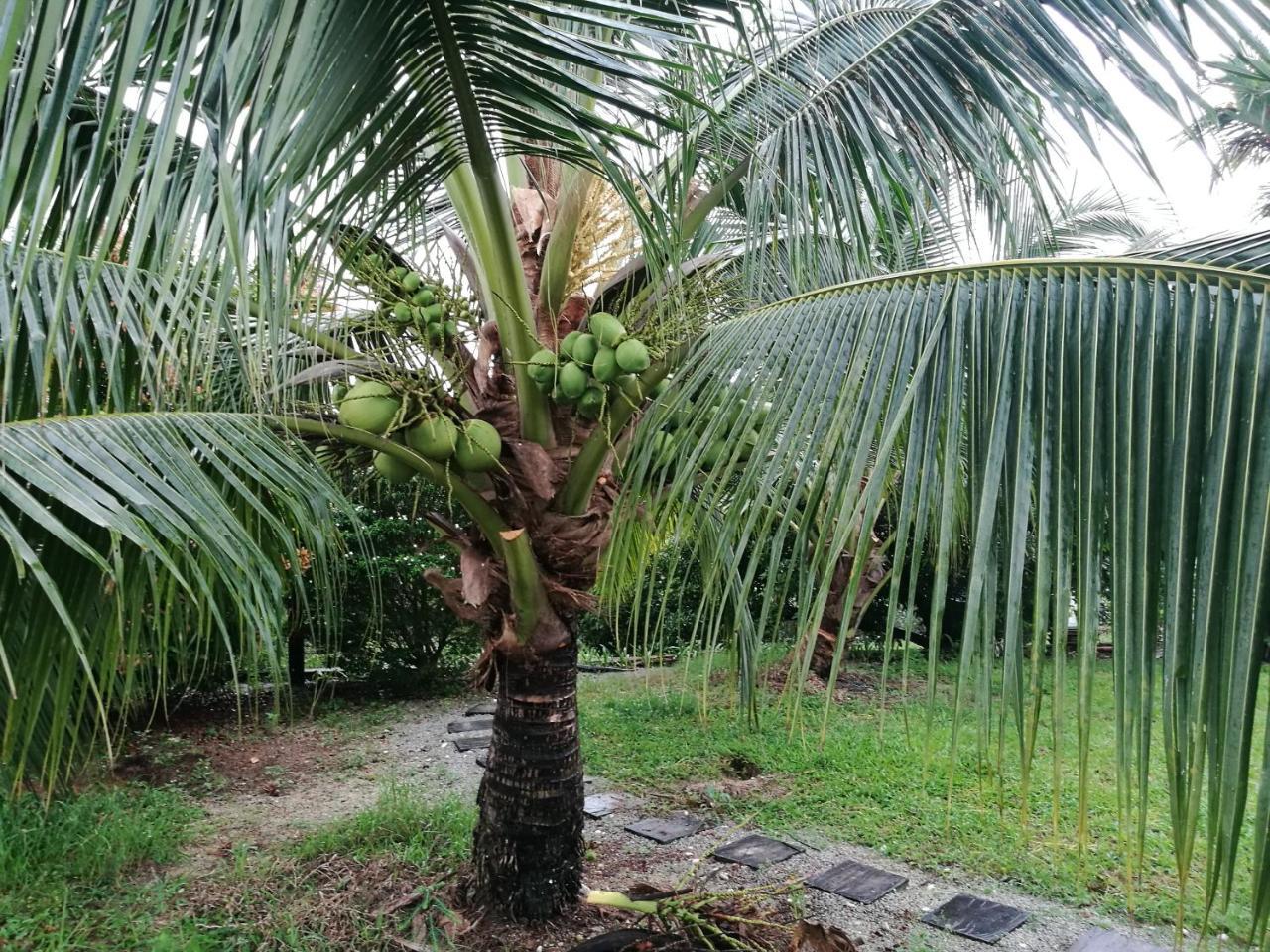 Guesthouse Dragon Place Taiping Extérieur photo
